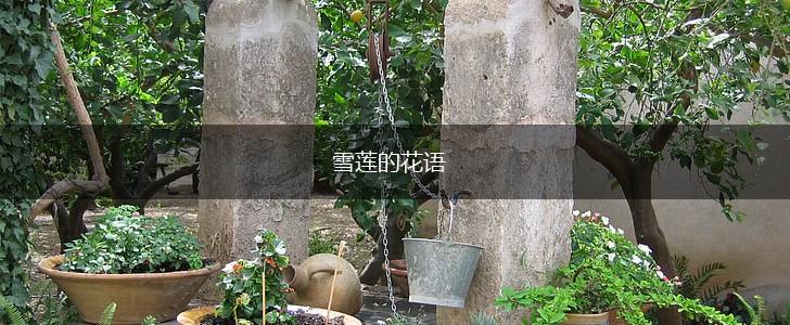 雪莲的花语,第1张