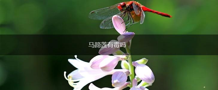 马蹄莲有毒吗,第1张