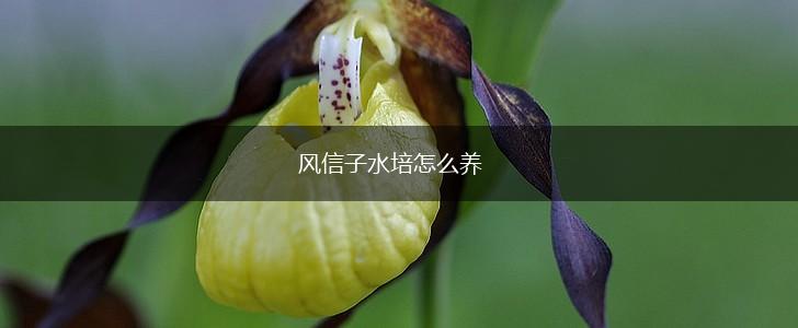 风信子水培怎么养,第1张