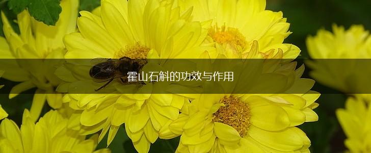 霍山石斛的功效与作用,第1张