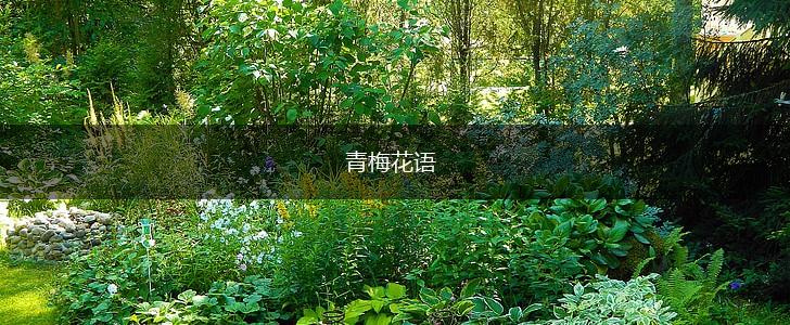 青梅花语,第1张