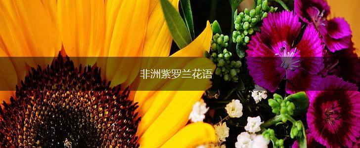 非洲紫罗兰花语,第1张