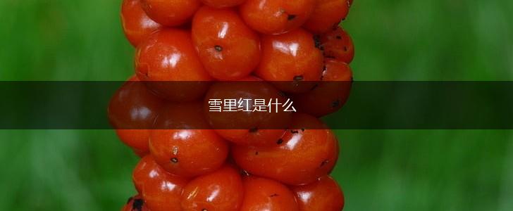 雪里红是什么,第1张