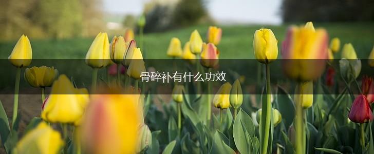 骨碎补有什么功效,第1张