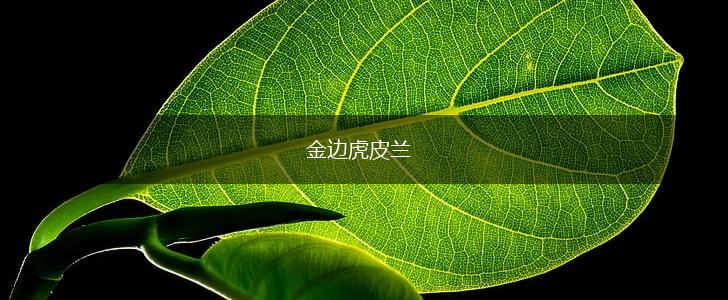 金边虎皮兰,第1张