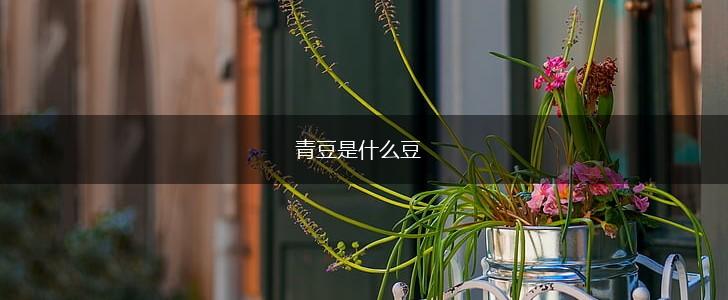 青豆是什么豆,第1张