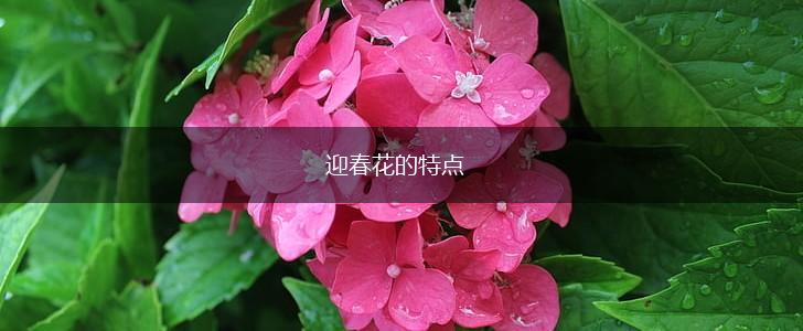 迎春花的特点,第1张 迎春花的特点,第1张