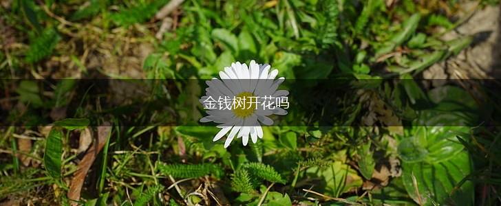 金钱树开花吗,第1张