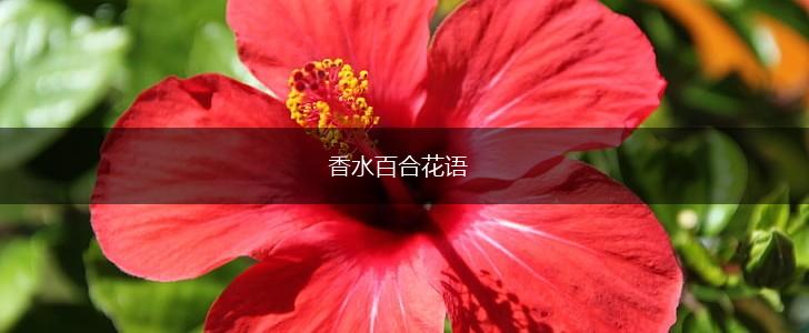 香水百合花语,第1张