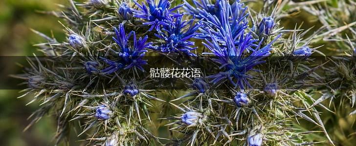 骷髅花花语,第1张