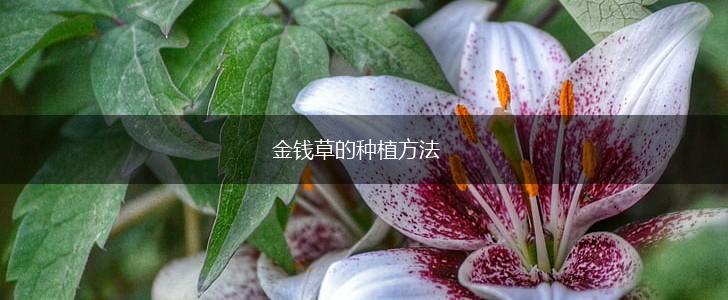 金钱草的种植方法,第1张