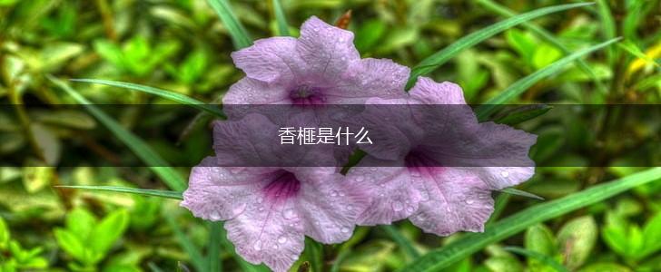 香榧是什么,第1张