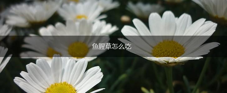 鱼腥草怎么吃,第1张