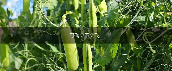 野鸭会不会飞,第1张