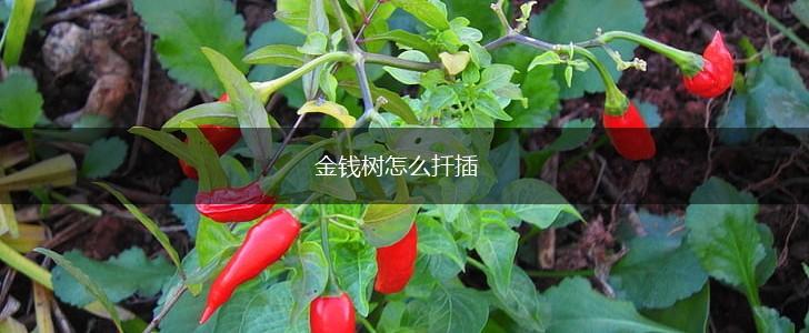 金钱树怎么扦插,第1张