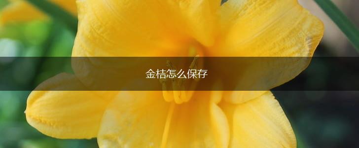 金桔怎么保存,第1张