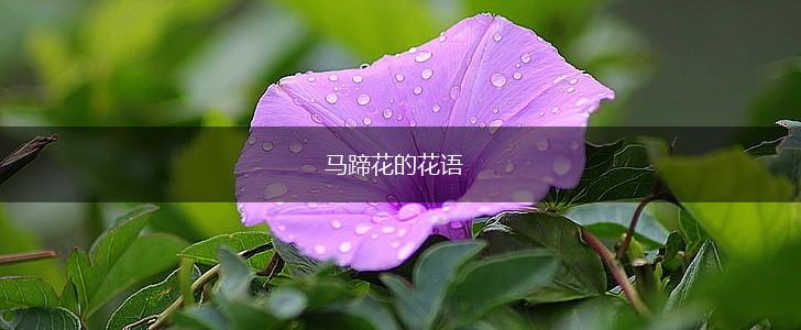 马蹄花的花语,第1张