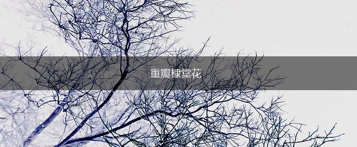 重瓣棣棠花,第1张