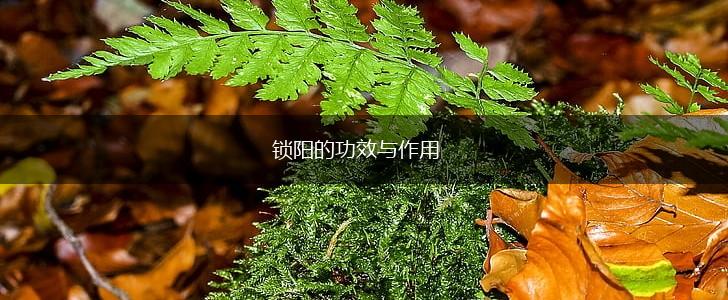 锁阳的功效与作用,第1张