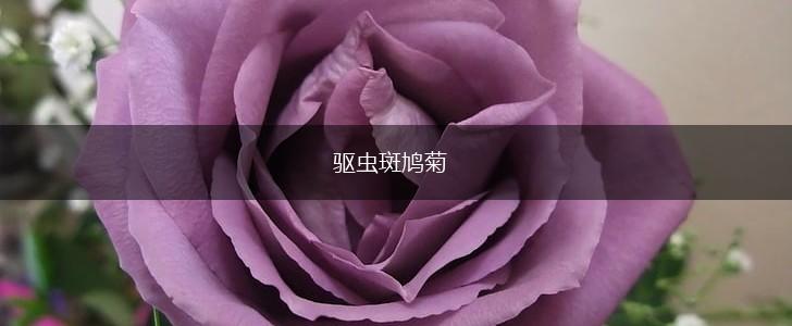 驱虫斑鸠菊,第1张