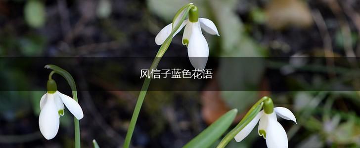 风信子蓝色花语,第1张