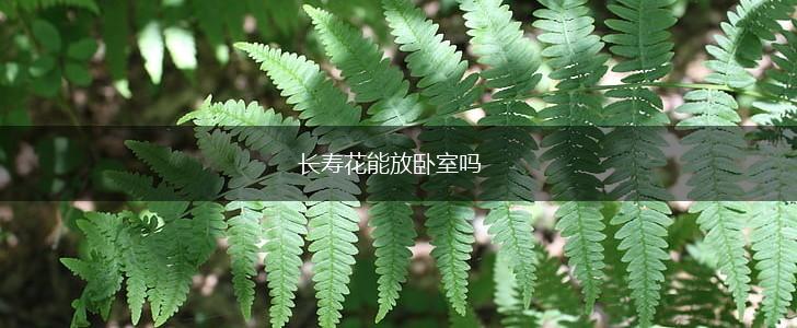 长寿花能放卧室吗,第1张