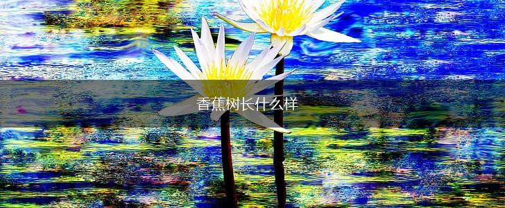 香蕉树长什么样,第1张
