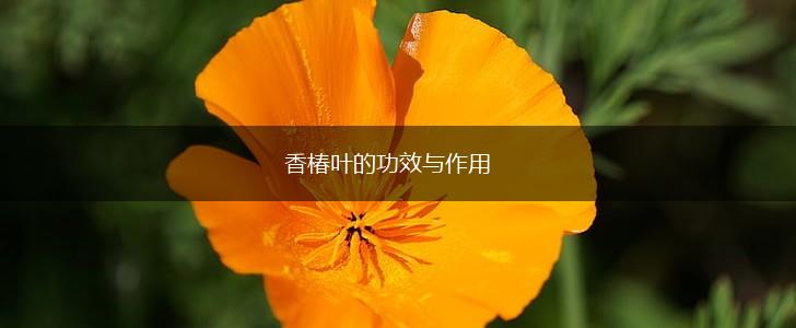 香椿叶的功效与作用,第1张