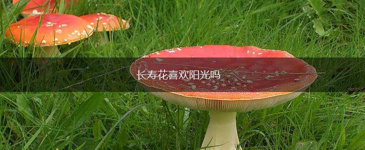 长寿花喜欢阳光吗,第1张