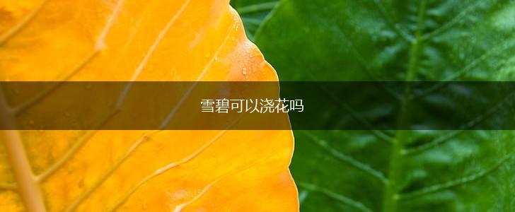 雪碧可以浇花吗,第1张