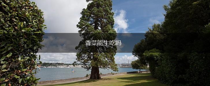 香菜能生吃吗,第1张