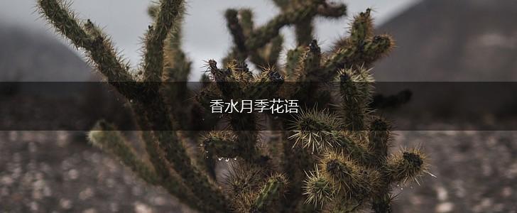 香水月季花语,第1张