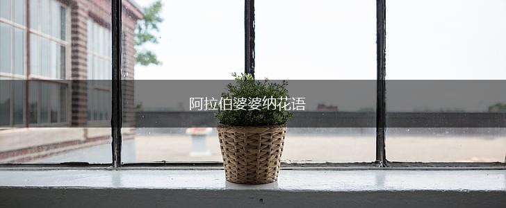 阿拉伯婆婆纳花语,第1张