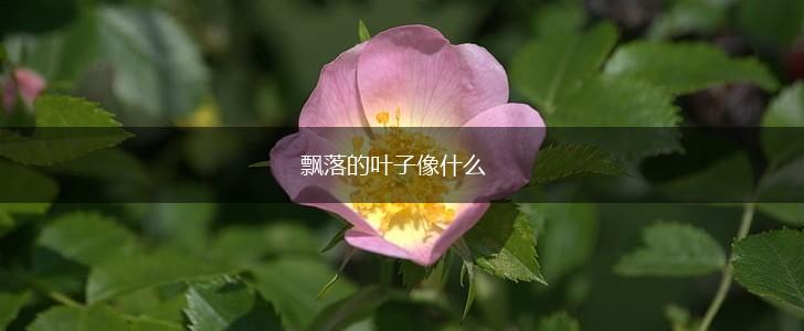 飘落的叶子像什么,第1张