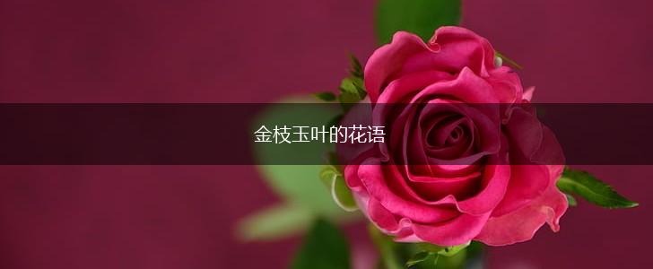 金枝玉叶的花语,第1张
