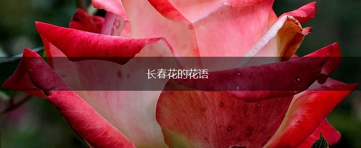 长春花的花语,第1张
