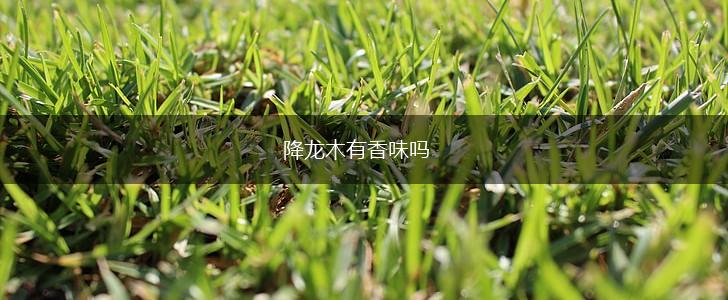 降龙木有香味吗,第1张