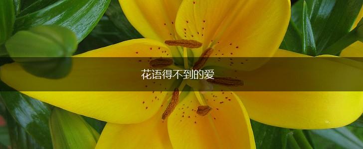花语得不到的爱,第1张