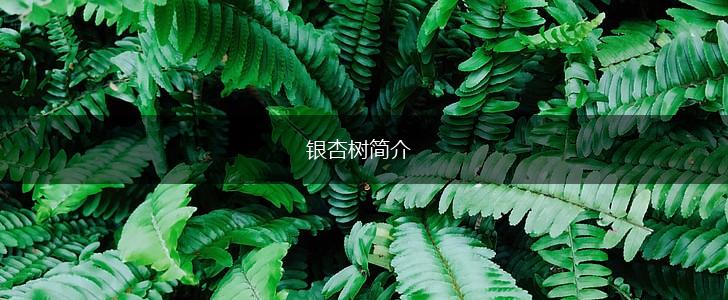 银杏树简介,第1张