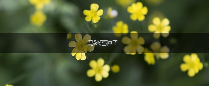 马蹄莲种子,第1张