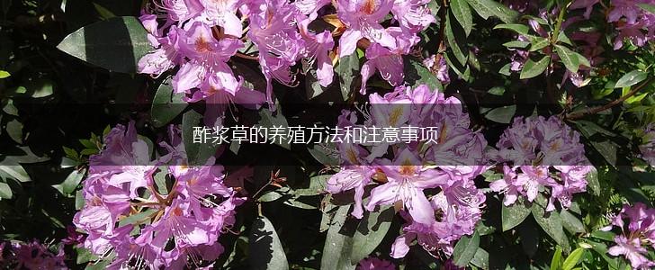 酢浆草的养殖方法和注意事项,第1张