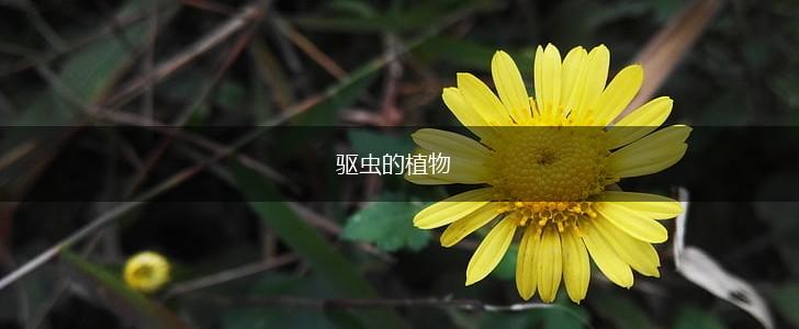 驱虫的植物,第1张