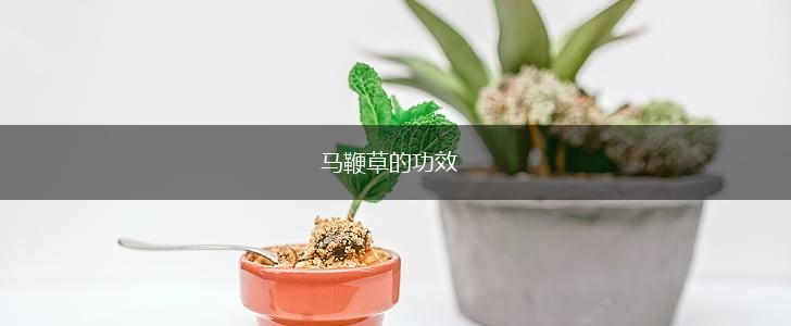 马鞭草的功效,第1张
