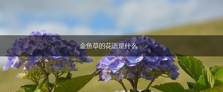 金鱼草的花语是什么,第1张