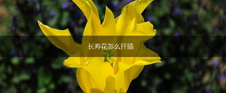 长寿花怎么扦插,第1张