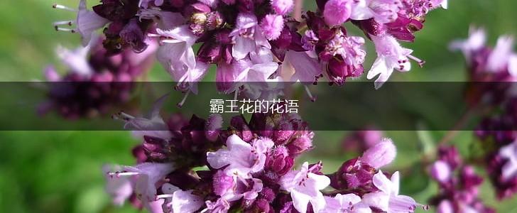 霸王花的花语,第1张