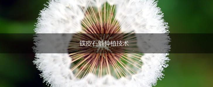 铁皮石斛种植技术,第1张