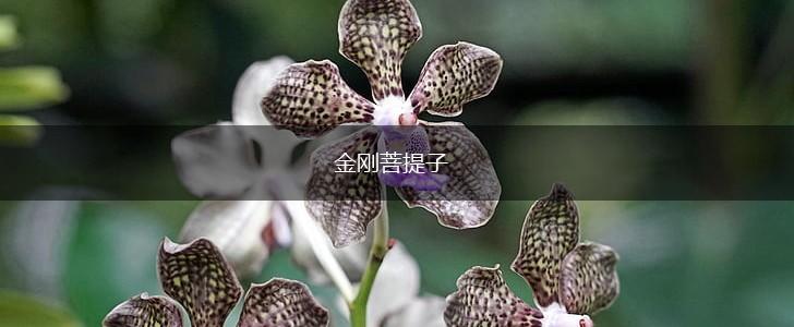 金刚菩提子,第1张