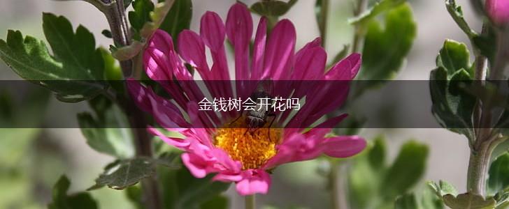 金钱树会开花吗,第1张