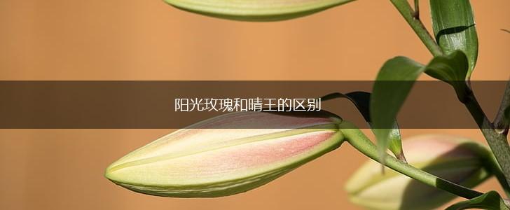 阳光玫瑰和晴王的区别,第1张